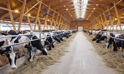 Cum protejăm animalele pe timp de iarnă: Recomandările specialiștilor pentru deținători și transportatori