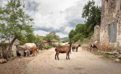 Cât de real e că animalele prezic cutremurele. Cercetătorii încep un studiu pe capre și câini monitorizați din spațiu Cât de real e că animalele prezic cutremurele. Cercetătorii încep un studiu pe capre și câini monitorizați din spațiu