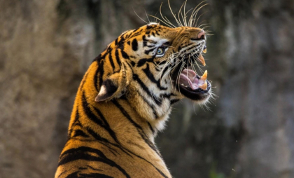 Incident tragic la o Grădină Zoologică din România. Un îngrijitor a murit după ce a fost atacat de un tigru