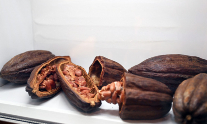 Prețul boabelor de cacao continuă creșterea accelerată. Cât a ajuns să coste o tonă