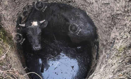 Un bou căzut într-o groapă de canalizare - salvat de pompierii din stânga Nistrului. Ce a spus proprietarul animalului 
