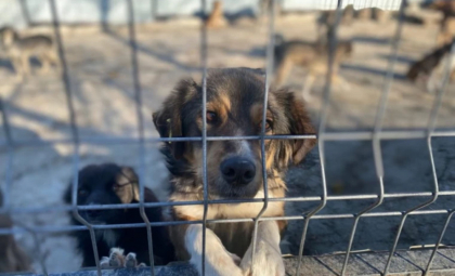 Protest în fața Parlamentului pentru modificarea Legii pentru Protecția Animalelor
