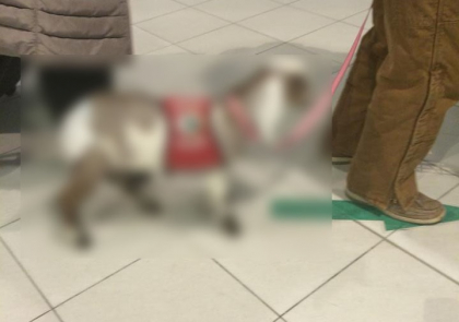 Un mielut, cu scutec, a venit din Statele Unite in Moldova de "¦Pasti! Ce-a surprins un utilizator Facebook la Aeroportul Chisinau - FOTO Un mielut, cu scutec, a venit din Statele Unite in Moldova de "¦Pasti! Ce-a surprins un utilizator Facebook la Aeroportul Chisinau - FOTO