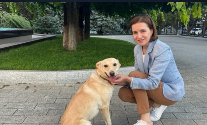 Câinele președintelui, Codruț, s-a pierdut. Acesta s-ar fi speriat de zgomotul puternic al artificiilor Câinele președintelui, Codruț, s-a pierdut. Acesta s-ar fi speriat de zgomotul puternic al artificiilor