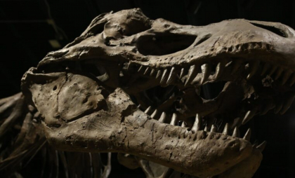 Sute de urme de dinozauri, descoperite într-o carieră din Regatul Unit Sute de urme de dinozauri, descoperite într-o carieră din Regatul Unit