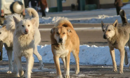 Caz tragic la Craiova. Copil de 4 ani, găsit mort pe un câmp, la câteva ore după ce a dispărut din faţa casei. Poliția spune că a fost muşcat de câini
Caz tragic la Craiova. Copil de 4 ani, găsit mort pe un câmp, la câteva ore după ce a dispărut din faţa casei. Poliția spune că a fost muşcat de câini