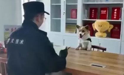 Un câine poliţist, vedetă în China după ce şi-a pierdut bonusul de final de an: a adormit în timpul programului - VIDEO