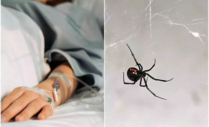 O femeie din SUA și-a înjectat în vene o văduvă neagră pe care a măcinat-o. Voia să se drogheze cu veninul păianjenului O femeie din SUA și-a înjectat în vene o văduvă neagră pe care a măcinat-o. Voia să se drogheze cu veninul păianjenului