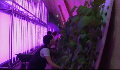 Pas major către autosuficienţă alimentară: Singapore construiește ferme verticale fără teren agricol Pas major către autosuficienţă alimentară: Singapore construiește ferme verticale fără teren agricol