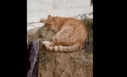 O pisică nu a plecat șapte ani de la mormântul stăpânului său