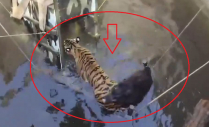 Un tigru şi prada sa, mistreţul urmărit, au căzut într-un puţ din India. Momentul în care au fost salvaţi, cu o macara improvizată - VIDEO