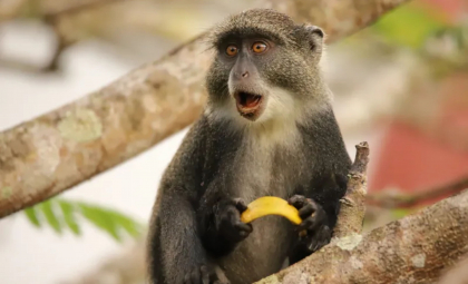 O maimuță a provocat o pană de curent în toată Sri Lanka O maimuță a provocat o pană de curent în toată Sri Lanka