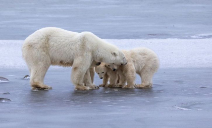 Gheața din Oceanul Arctic ar putea dispărea mai rapid decât se estima anterior. Ce au descoperit cercetătorii
