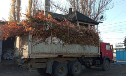 Tragic. Un bărbat din Dondușeni a murit, după ce o grămadă de crengi au căzut peste el. Cum s-a întâmplat totul