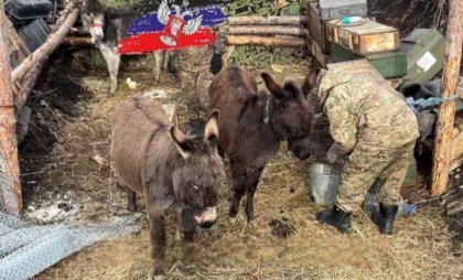 Rusia folosește măgari pentru transportul de provizii pe frontul ucrainean - FOTO Rusia folosește măgari pentru transportul de provizii pe frontul ucrainean - FOTO