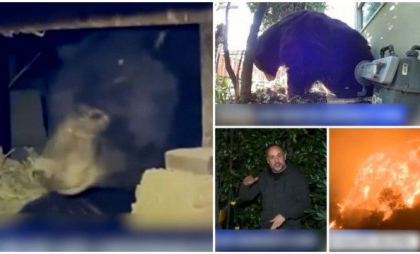  Urs brun, salvat de sub o casă unde a rămas captiv în timpul incendilor din Los Angeles. A fost ademenit cu pui la rotisor şi unt de arahide