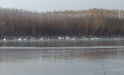 Imagini spectaculoase surprinse de inspectorii de mediu: Lebede și peisaje care reînvie natura - FOTO/VIDEO Imagini spectaculoase surprinse de inspectorii de mediu: Lebede și peisaje care reînvie natura - FOTO/VIDEO