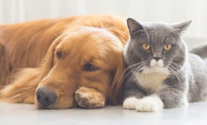 Asigurarea RCA acoperă și daunele suferite de animale în accidente rutiere. Ce condiție trebuie întrunită pentru a primi despăgubirea Asigurarea RCA acoperă și daunele suferite de animale în accidente rutiere. Ce condiție trebuie întrunită pentru a primi despăgubirea