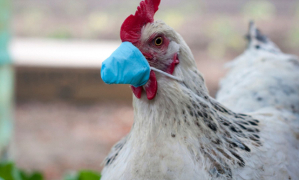 O femeie din SUA a ajuns la spital cu gripă aviară H5N1 după ce a pus mâna pe găini infectate