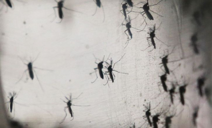 Recompensă pentru prinderea țânțarilor: Cum încearcă un oraș din Filipine să stopeze răspândirea febrei dengue Recompensă pentru prinderea țânțarilor: Cum încearcă un oraș din Filipine să stopeze răspândirea febrei dengue