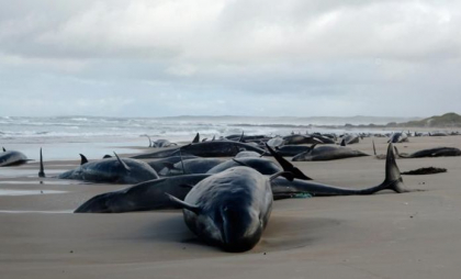 Peste 150 de balene au eşuat pe o plajă izolată din Australia. Aproximativ 90 dintre ele sunt în viaţă. Operaţiune dificilă pentru a salva cât mai multe dintre ele - FOTO/VIDEO Peste 150 de balene au eşuat pe o plajă izolată din Australia. Aproximativ 90 dintre ele sunt în viaţă. Operaţiune dificilă pentru a salva cât mai multe dintre ele - FOTO/VIDEO