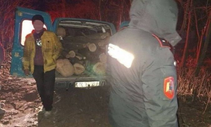 Două persoane - prinse în timp ce transportau lemne cu un microbuz, fără acte de proveniență, la Bălți. Detaliile IGC - FOTO