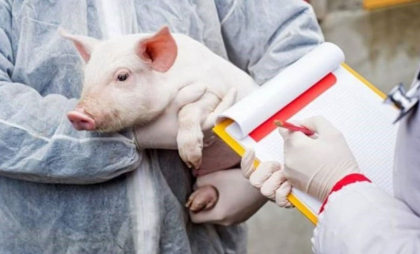 Trei focare de pestă porcină și unul de rabie, depistate în țară. ANSA vine cu detalii și recomandări - FOTO
