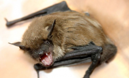 Primul coronavirus asemănător cu MERS descoperit la lilieci, în America de Sud Primul coronavirus asemănător cu MERS descoperit la lilieci, în America de Sud