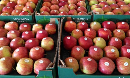 Moldova se menţine în top 10 exportatori de mere din lume - MoldStreet