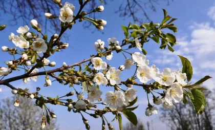 Vremea se încălzește treptat. Meteorologii anunță timp însorit și cer senin
