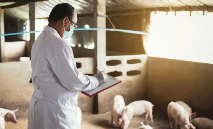 Locuitorii din Anenii Noi au trimis o scrisoare către Guvern prin care cer explicații privind măsurile întreprinse în contextul focarelor de pestă porcină Locuitorii din Anenii Noi au trimis o scrisoare către Guvern prin care cer explicații privind măsurile întreprinse în contextul focarelor de pestă porcină