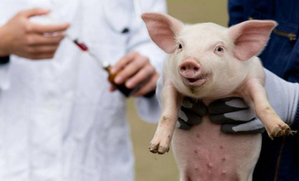 Atenție, cetățeni. Ce măsuri trebuie respectate pentru prevenirea răspândirii pestei porcine africane. ANSA vine cu recomandări