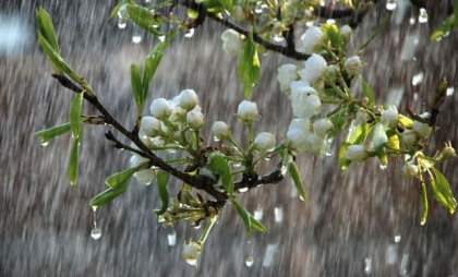 Va ploua în nordul țării. Cum va fi vremea astăzi, dar și în următoarele zile. Prognoza meteo Va ploua în nordul țării. Cum va fi vremea astăzi, dar și în următoarele zile. Prognoza meteo