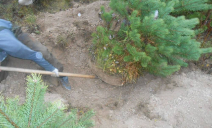 Au furat niște puieți de pini din grădina vecinilor, pentru a-i planta la mormântul bunicii. Isprava unei femei și fiul ei, din stânga Nistrului. Cum s-a întâmplat totul 