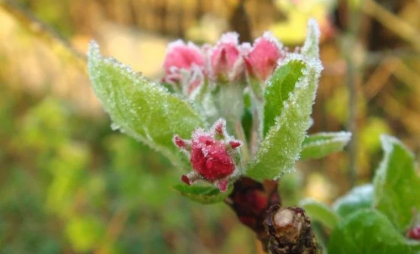 Vremea se răcește în Republica Moldova: Meteorologii spun că există risc de îngheț în nordul țării Vremea se răcește în Republica Moldova: Meteorologii spun că există risc de îngheț în nordul țării