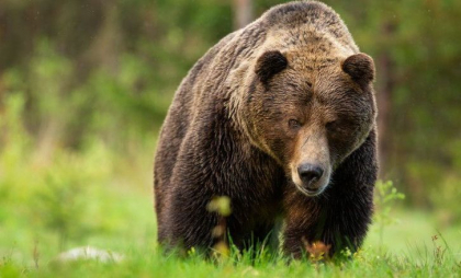 350 de urşi vor fi împușcați în Slovacia după ce o persoană a fost ucisă săptămâna trecută