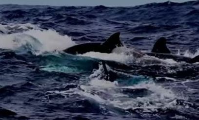 Momentul în care 60 de balene ucigașe se unesc pentru a ataca cea mai mare creatură de pe planetă - VIDEO Momentul în care 60 de balene ucigașe se unesc pentru a ataca cea mai mare creatură de pe planetă - VIDEO