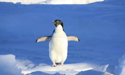 Un pinguin „neasigurat” a provocat prăbușirea unui elicopter în Africa de Sud