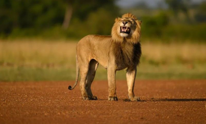 Incidente grave cu animale sălbatice în Kenya: O fată de 14 ani a fost ucisă de un leu, iar un bărbat de un elefant Incidente grave cu animale sălbatice în Kenya: O fată de 14 ani a fost ucisă de un leu, iar un bărbat de un elefant