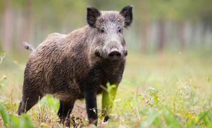 Un focar de Pestă porcină africană la mistreț - depistat într-un raion din Moldova. Detaliile ANSA Un focar de Pestă porcină africană la mistreț - depistat într-un raion din Moldova. Detaliile ANSA
