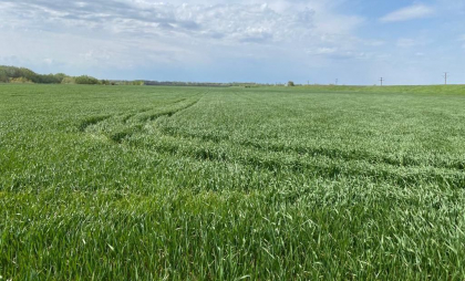 Criză în agricultura americană generată de tarife. Fermierii reclamă pierderi financiare masive, comenzi anulate şi blocaje în lanţul logistic