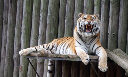 Angajată a unei grădini zoologice din Germania, rănită de un tigru în timp ce curăța cușca animalului Angajată a unei grădini zoologice din Germania, rănită de un tigru în timp ce curăța cușca animalului