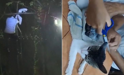 Pisică prinsă cu droguri lipite de corp, în timp ce încerca să sară gardul unei închisori din Costa Rica - VIDEO Pisică prinsă cu droguri lipite de corp, în timp ce încerca să sară gardul unei închisori din Costa Rica - VIDEO
