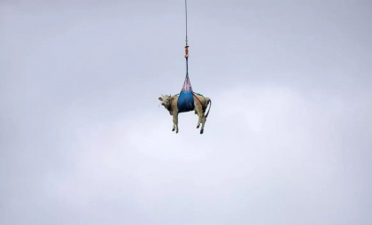 Zeci de vaci au fost ridicate cu elicopterul dintr-un sat alpin din sudul Elveției. Cum s-a ajuns în această situație - VIDEO
Zeci de vaci au fost ridicate cu elicopterul dintr-un sat alpin din sudul Elveției. Cum s-a ajuns în această situație - VIDEO