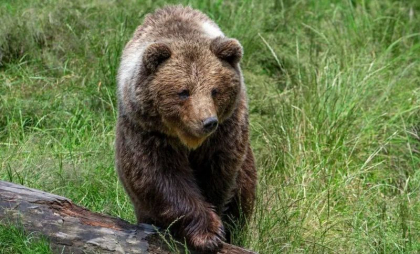 Slovacia a aprobat vânzarea cărnii de urs brun către public