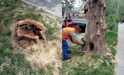 PAS acuză Primăria că după ce ar fi afectat rădăcinile copacilor de pe 31 august în timpul unor lucrări, acum îi taie ca aceștia să nu cadă. Ce spune Prămăria - FOTO