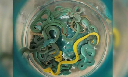 Un bărbat a folosit un mod ingenios de a transporta ilegal 40 de vipere și țestoase. A fost arestat în aeroportul din Bombay
Un bărbat a folosit un mod ingenios de a transporta ilegal 40 de vipere și țestoase. A fost arestat în aeroportul din Bombay