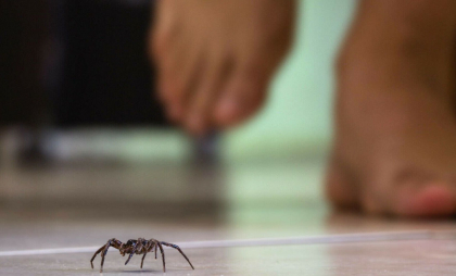 O femeie din California a ajuns la spital după ce i-a sărit în ochi veninul unui păianjen pe care soțul ei l-a omorât cu un ciocan O femeie din California a ajuns la spital după ce i-a sărit în ochi veninul unui păianjen pe care soțul ei l-a omorât cu un ciocan