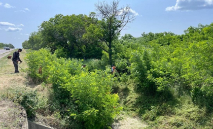 ANSA desfășoară inspecții de amploare a terenurilor suspecte la ambrozie. Ce trebuie să facă cetățenii - FOTO ANSA desfășoară inspecții de amploare a terenurilor suspecte la ambrozie. Ce trebuie să facă cetățenii - FOTO