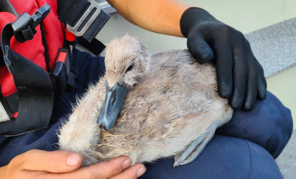 Un pui de lebădă, salvat de angajații IGSU: a fost blocat într-o plasă de pescuit - FOTO Un pui de lebădă, salvat de angajații IGSU: a fost blocat într-o plasă de pescuit - FOTO